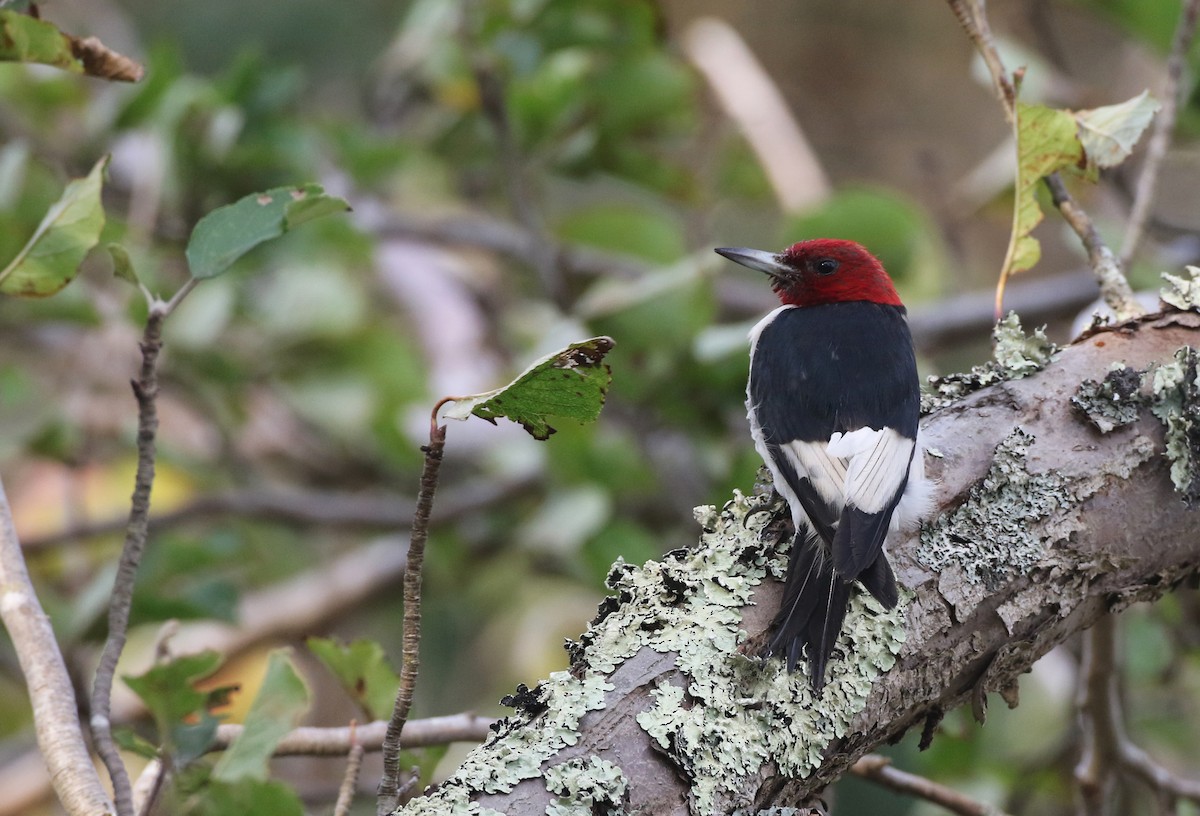 Red-headed Woodpecker - ML273442201