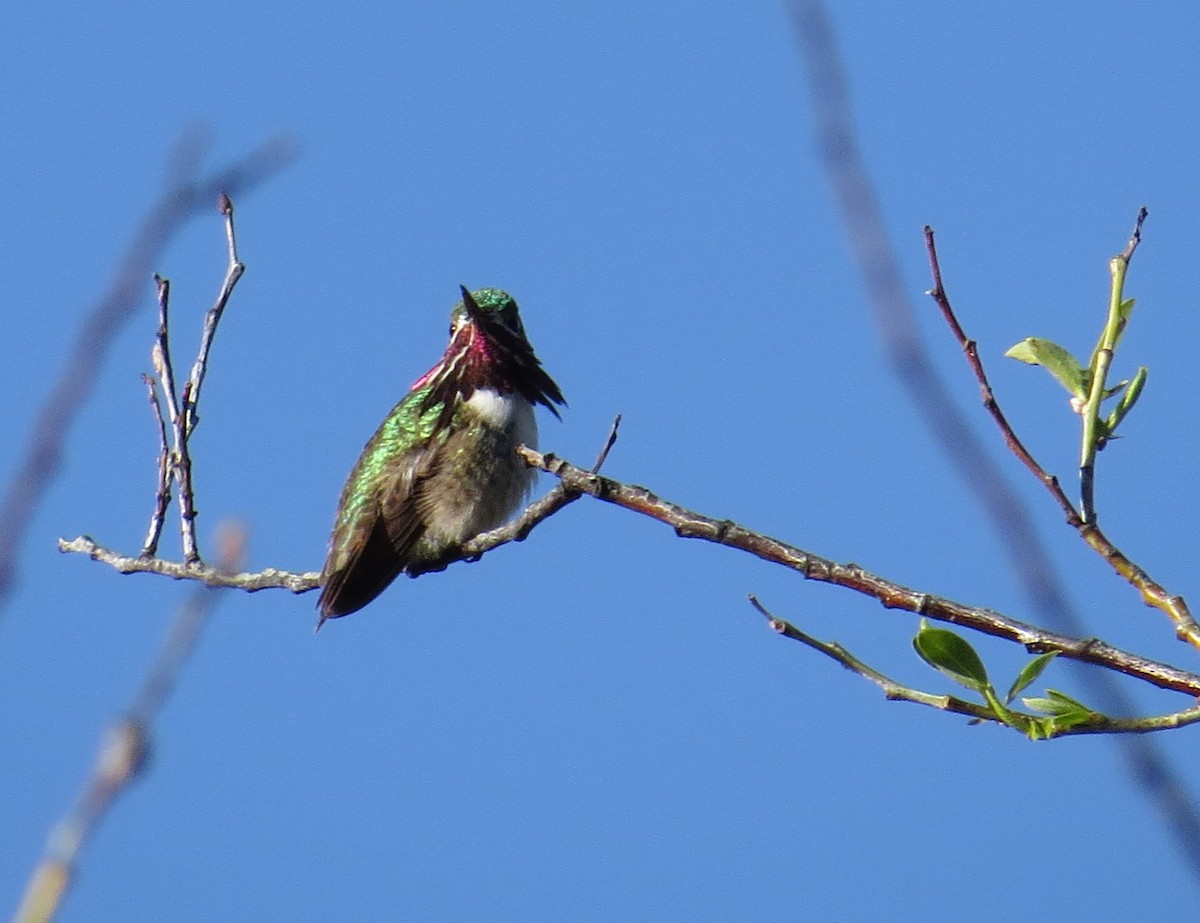 Calliope Hummingbird - ML27344221