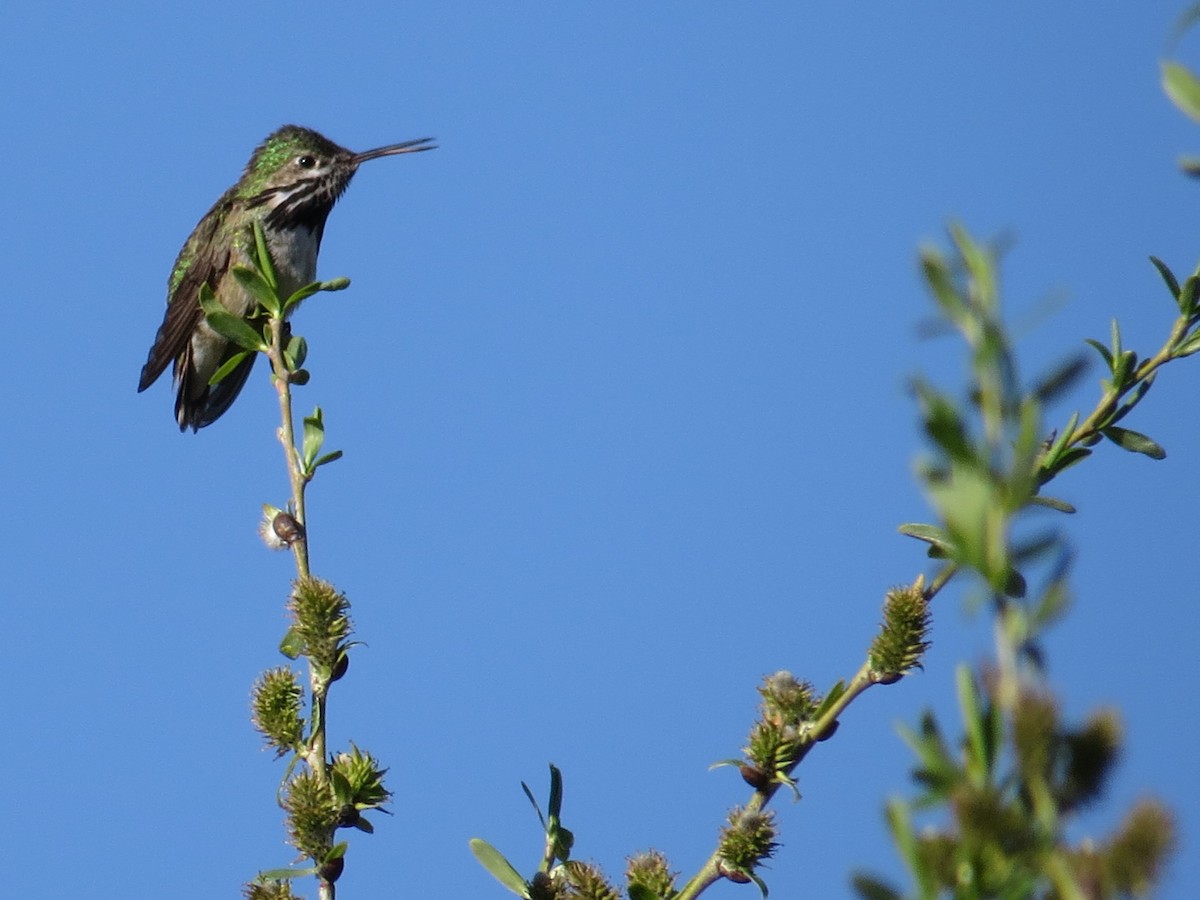 Calliope Hummingbird - ML27344251