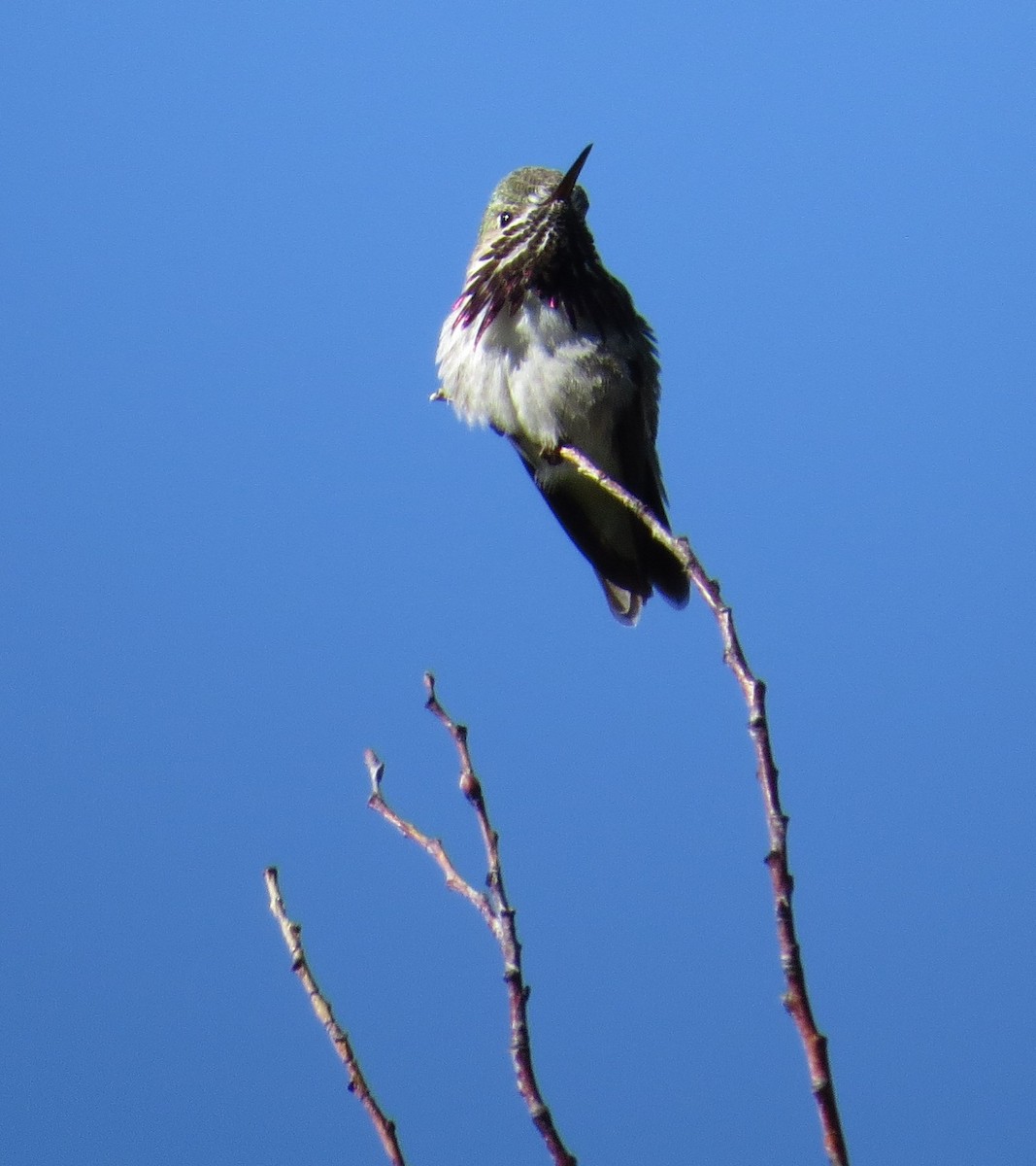 Calliope Hummingbird - ML27344261