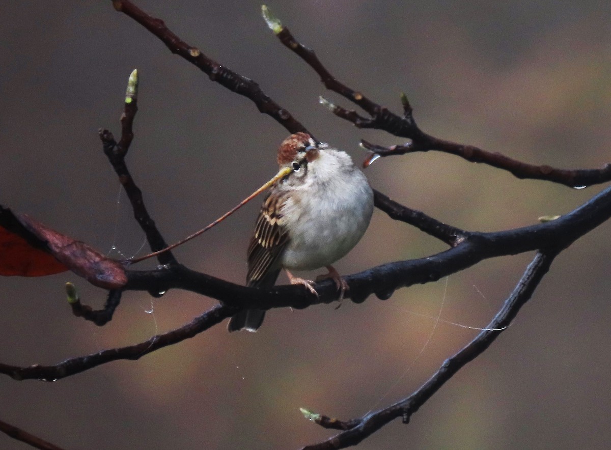 Chipping Sparrow - ML273443111