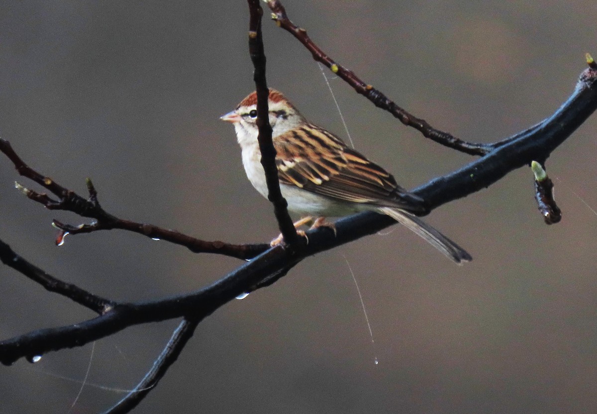 Chipping Sparrow - ML273443321