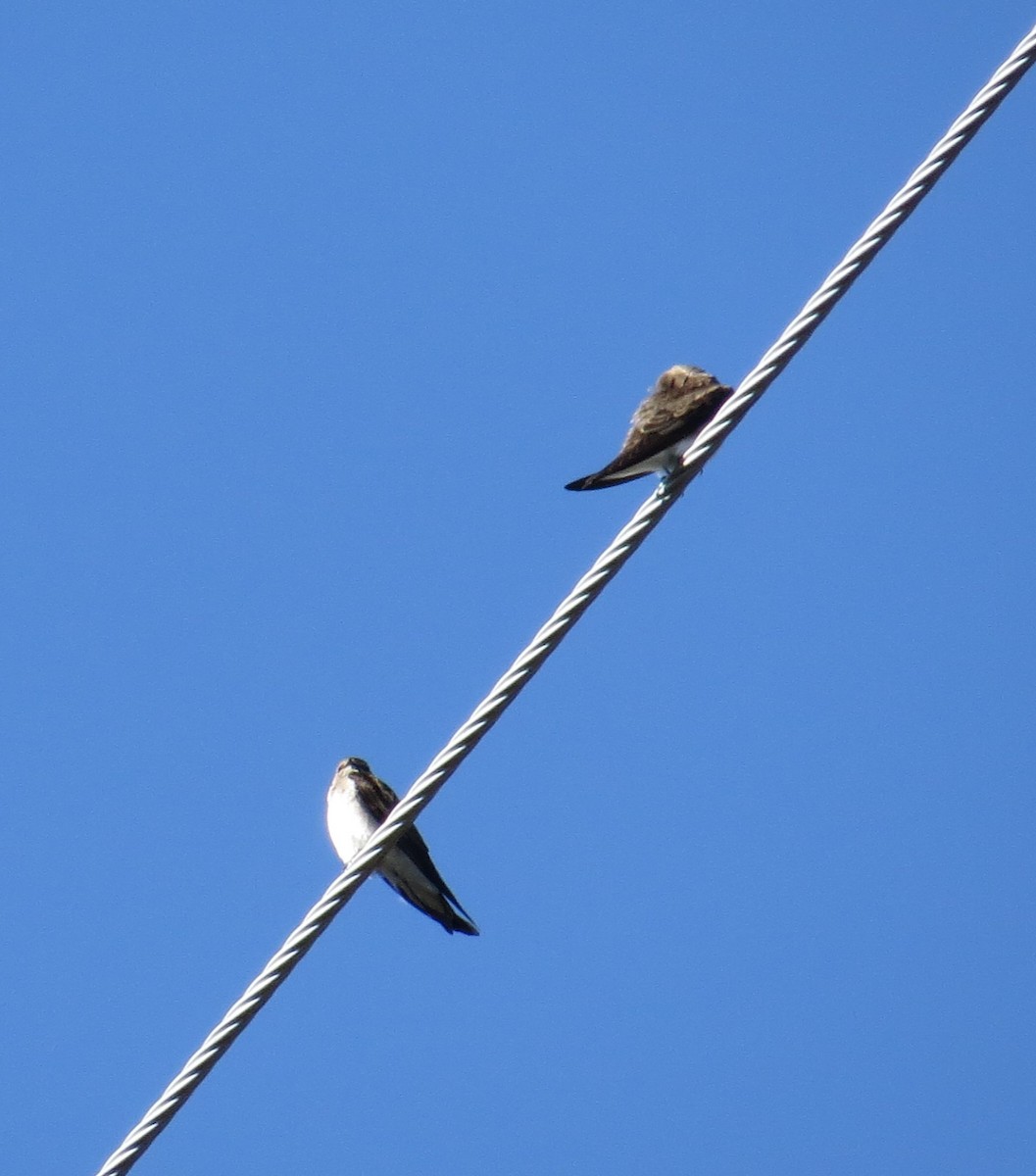 Northern Rough-winged Swallow - ML27344361