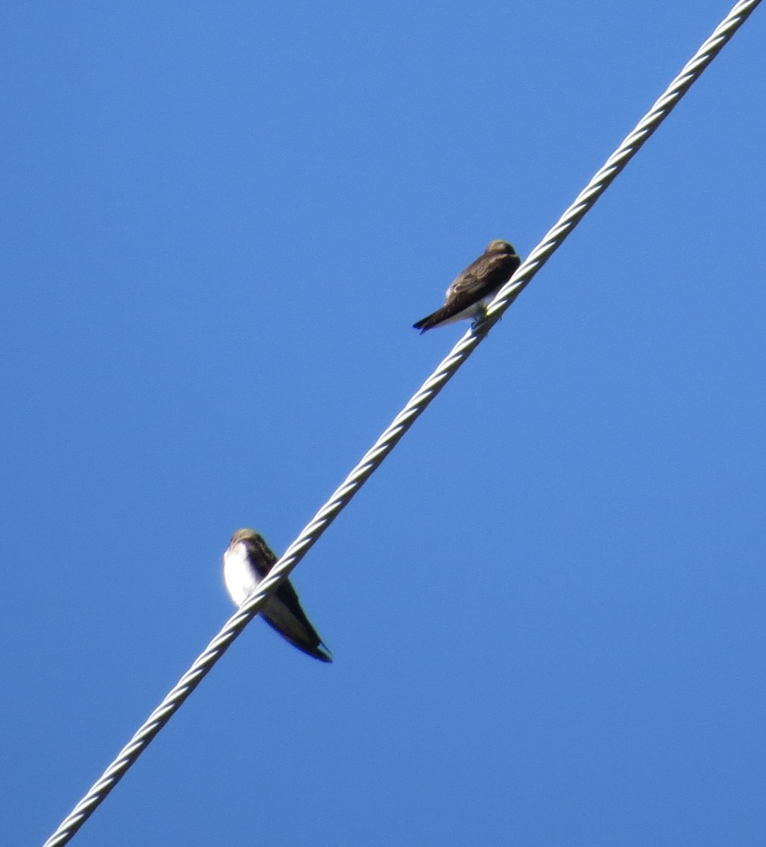 Northern Rough-winged Swallow - ML27344371