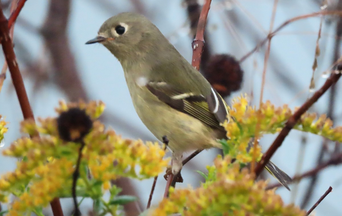Ruby-crowned Kinglet - Anne Mytych