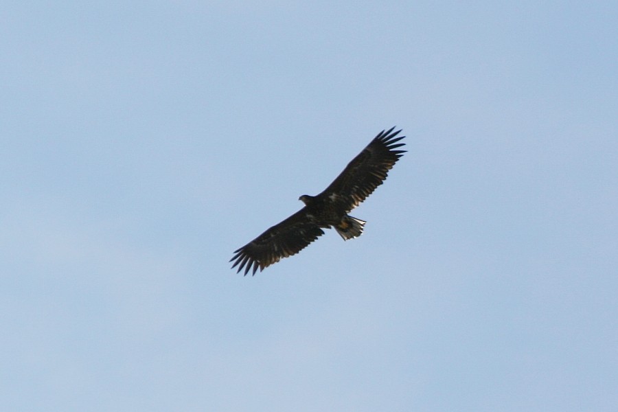 White-tailed Eagle - ML273450651
