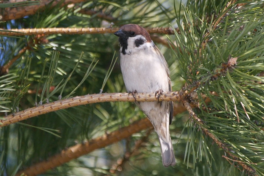Eurasian Tree Sparrow - ML273451561