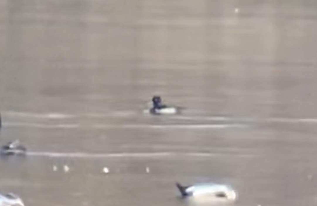Tufted Duck - ML273452521