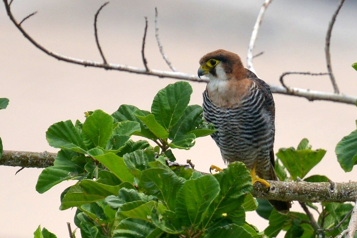 Red-necked Falcon (African) - Patrick Ingremeau
