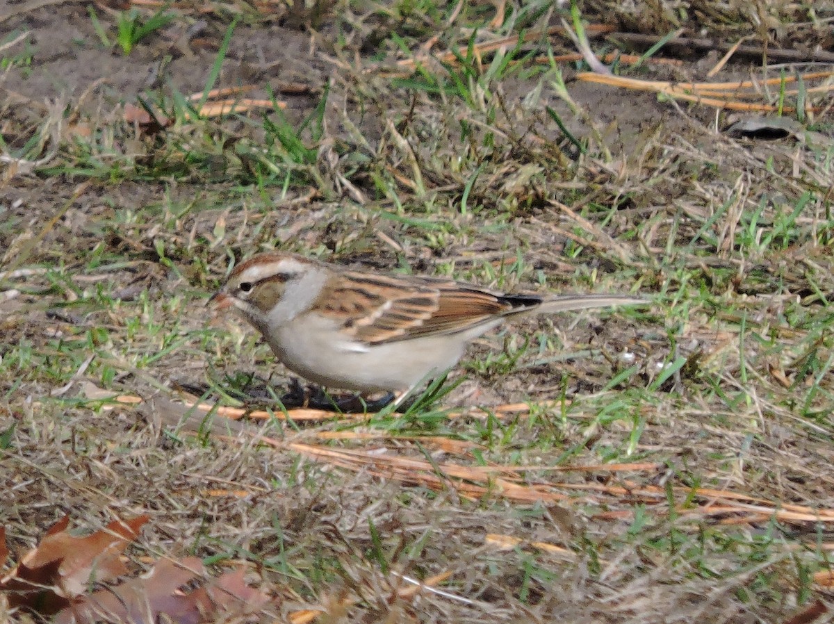 Chipping Sparrow - ML273456811