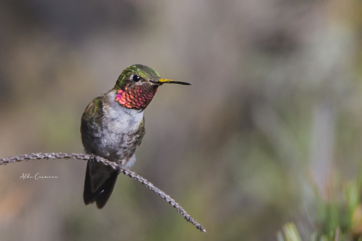 Broad-tailed Hummingbird - ML273457341