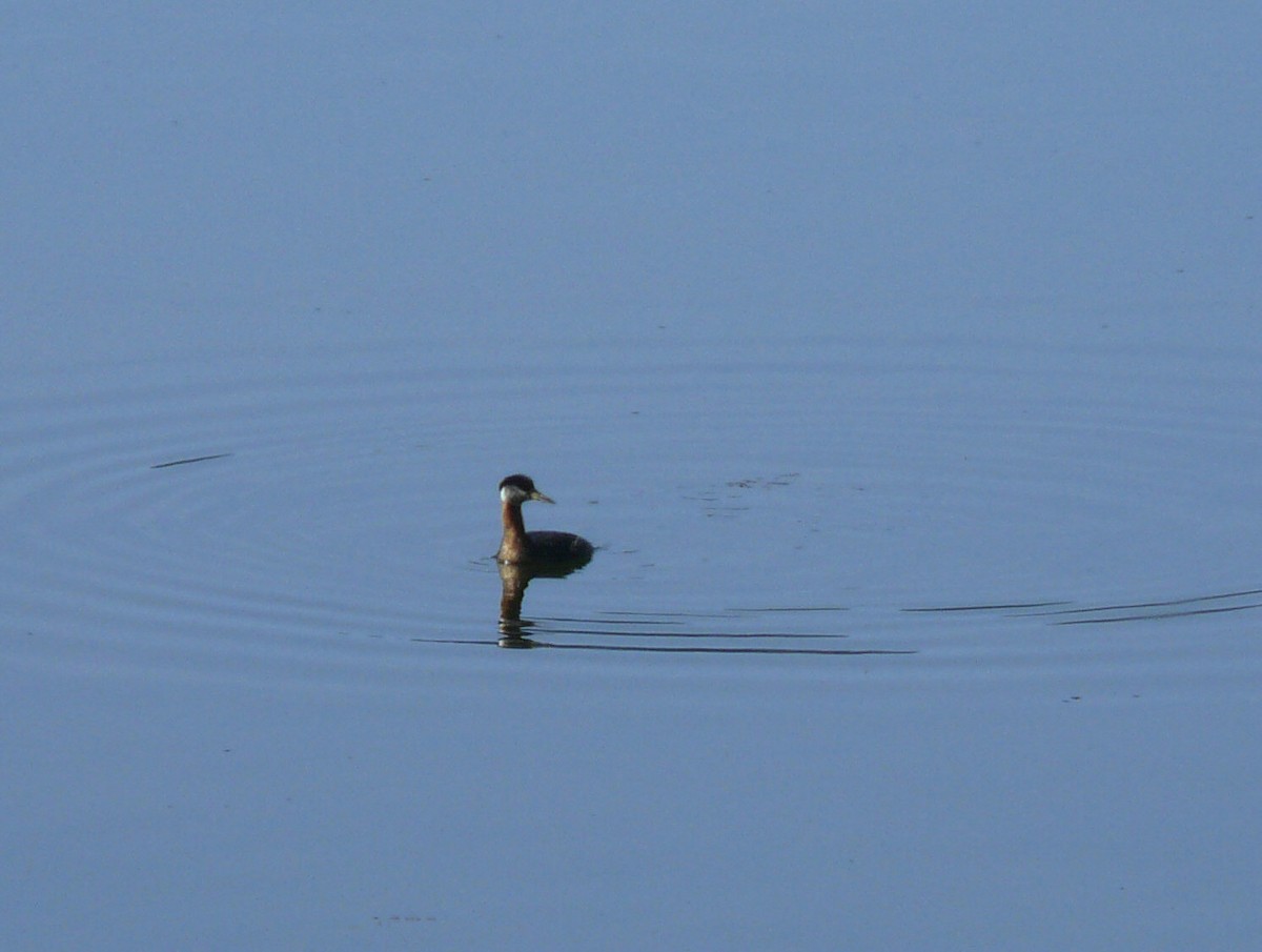 Red-necked Grebe - ML27345771