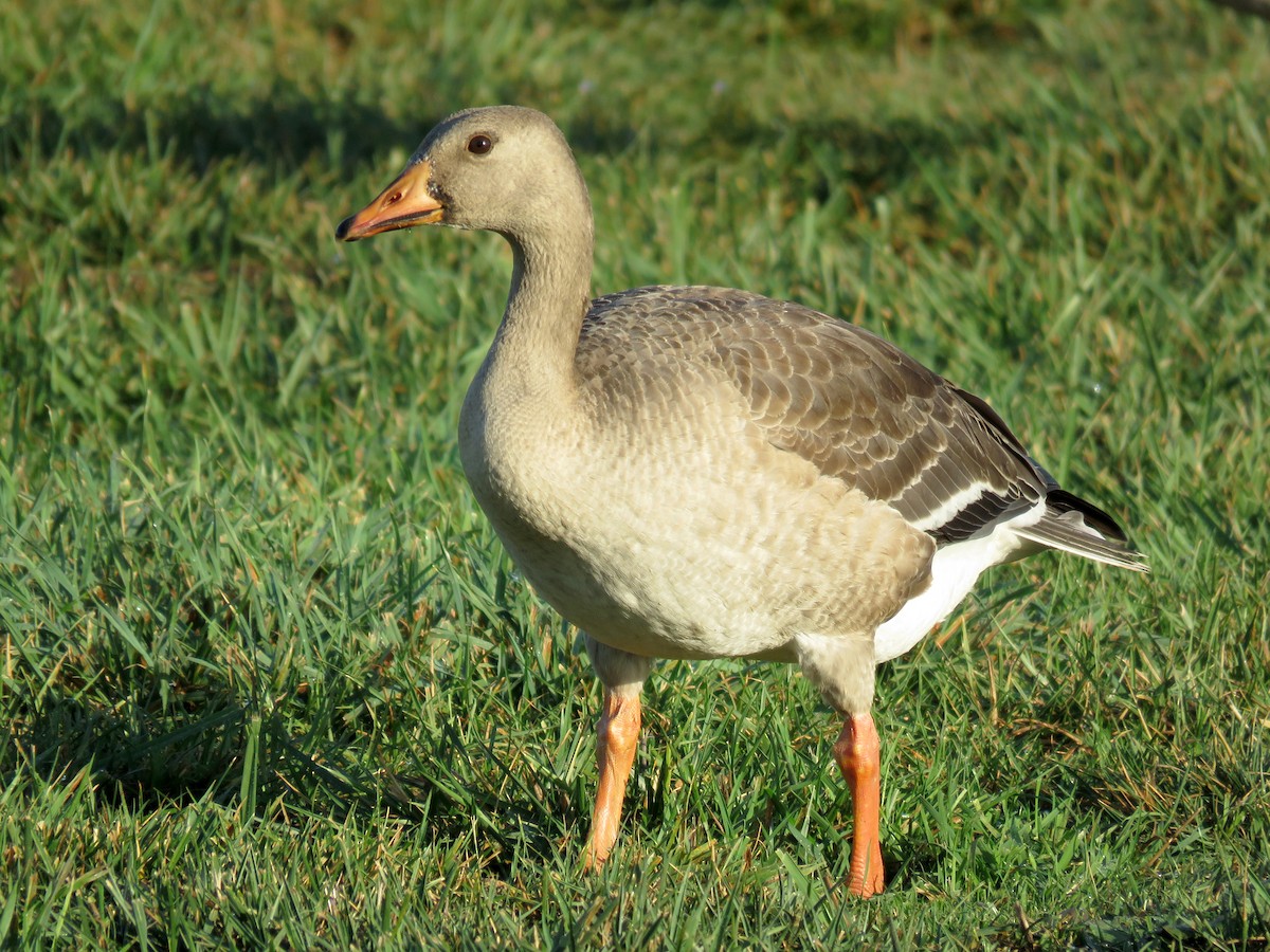 Greater White-fronted Goose - Gena Zolotar