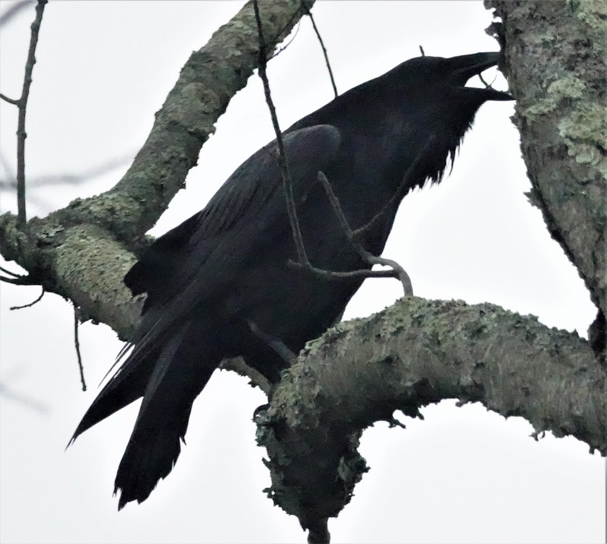 Common Raven - Cynthia Ehlinger