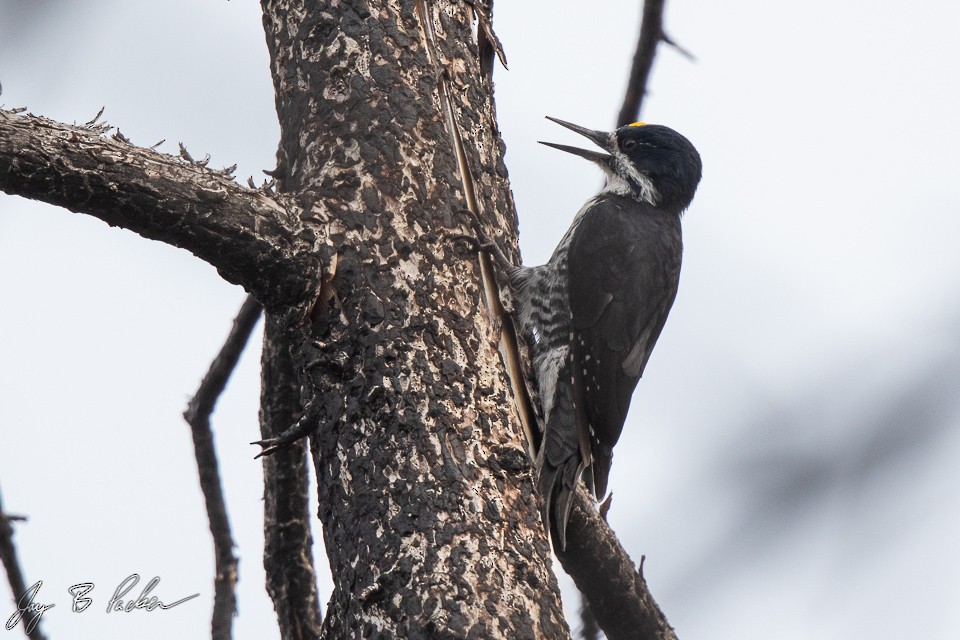 Black-backed Woodpecker - ML273459791