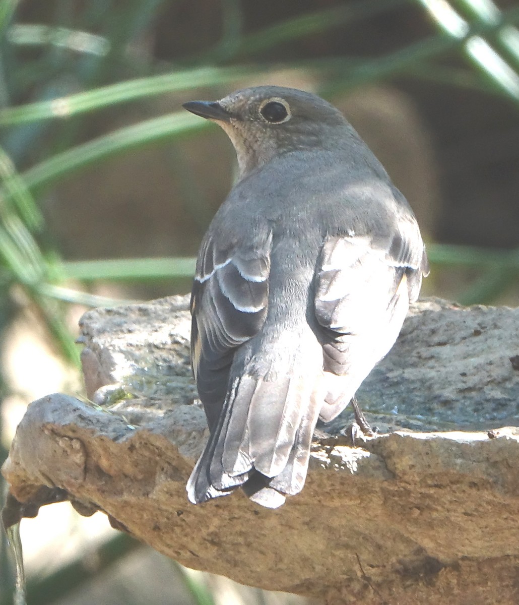 Townsend's Solitaire - ML273461141