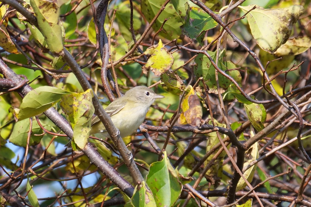 Bell's Vireo - Russ Smiley