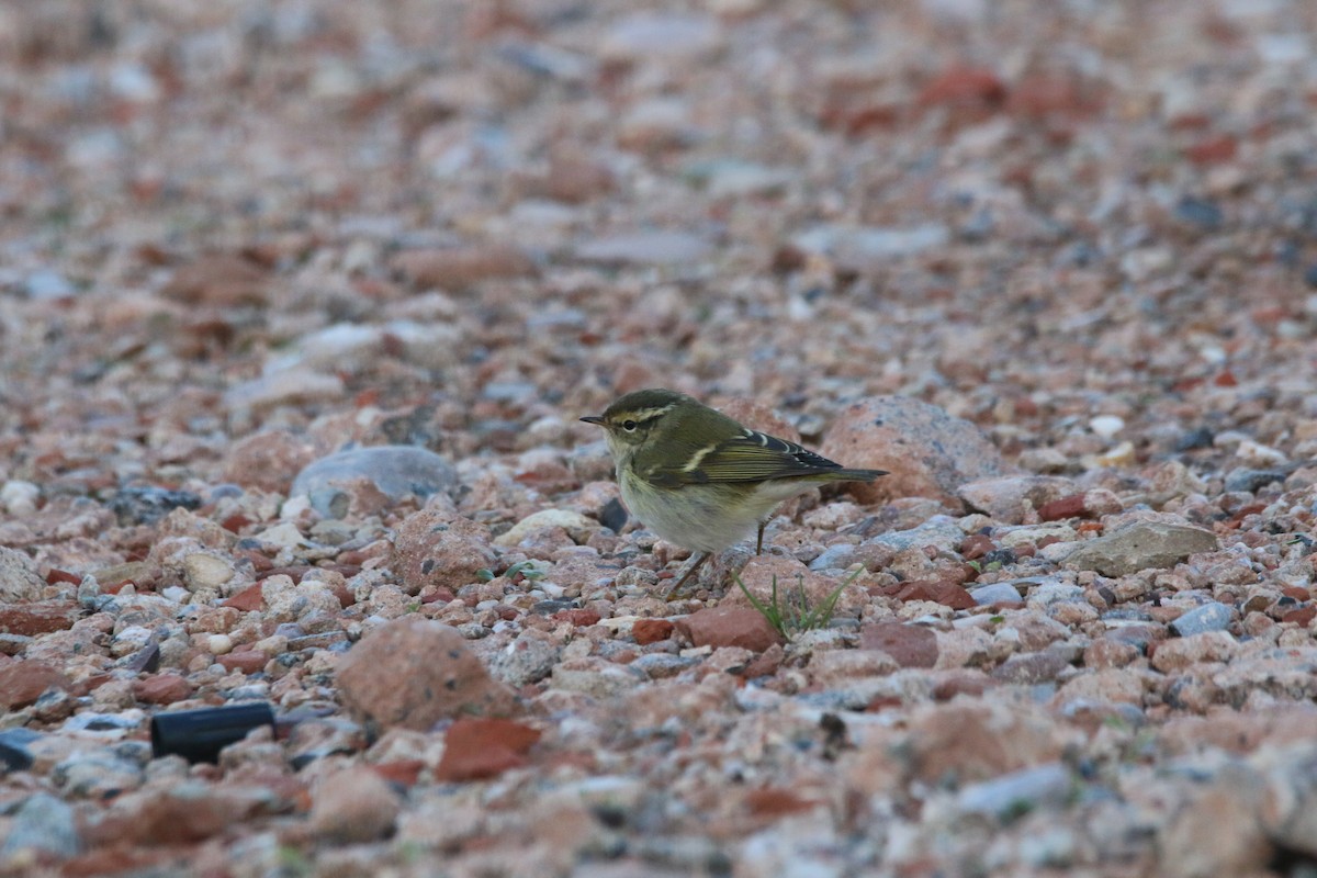 Yellow-browed Warbler - ML273463451