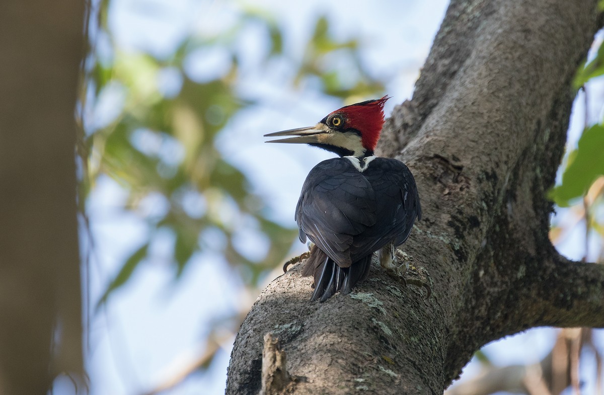 Crimson-crested Woodpecker - ML273465401