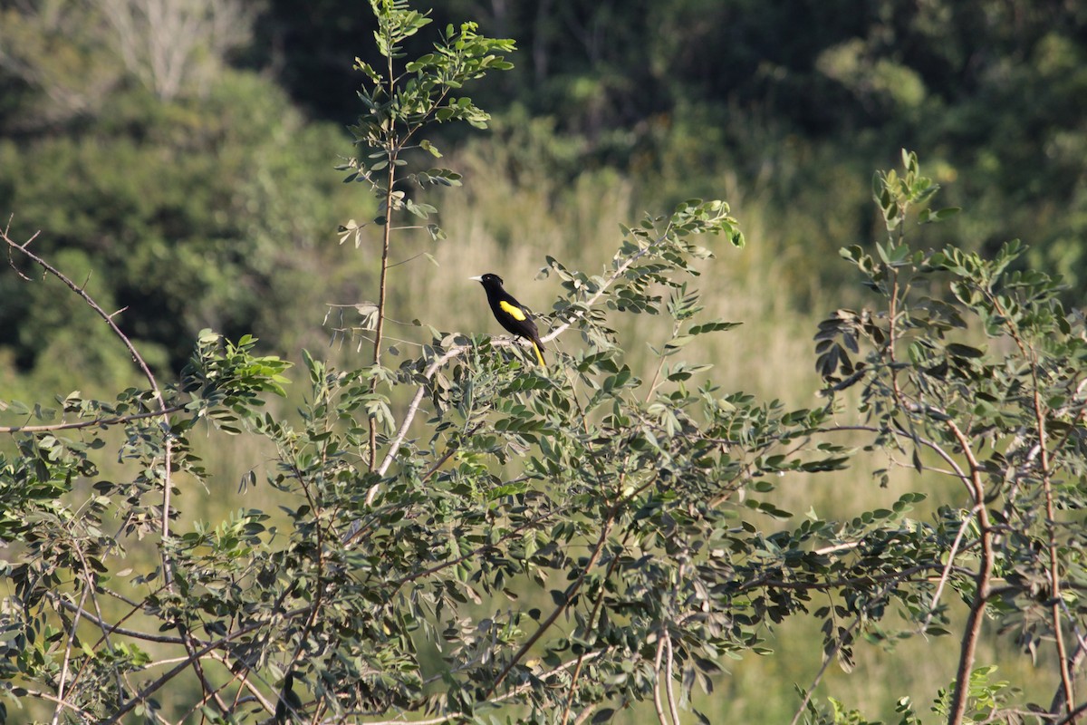 Yellow-winged Cacique - ML273465481
