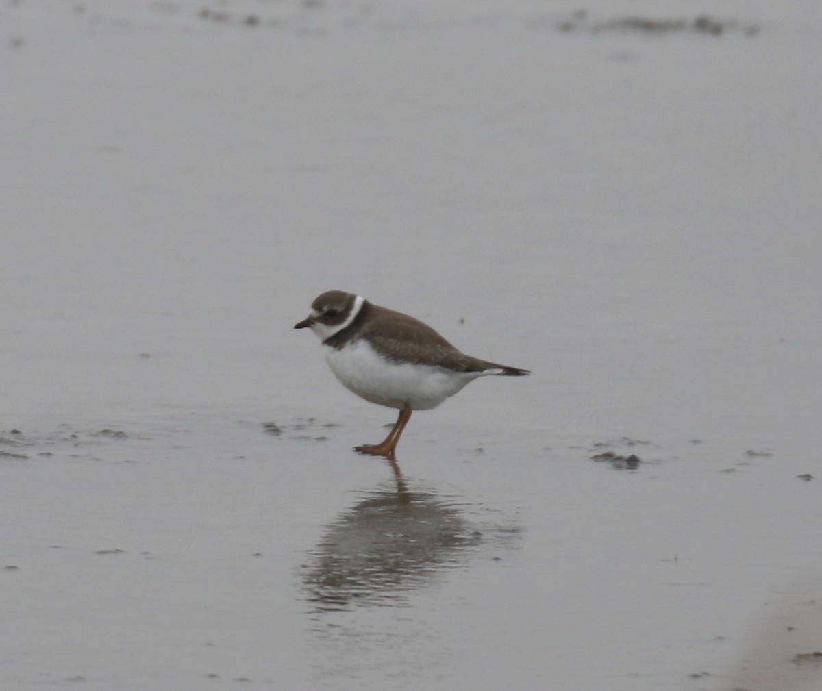 Semipalmated Plover - ML273466861