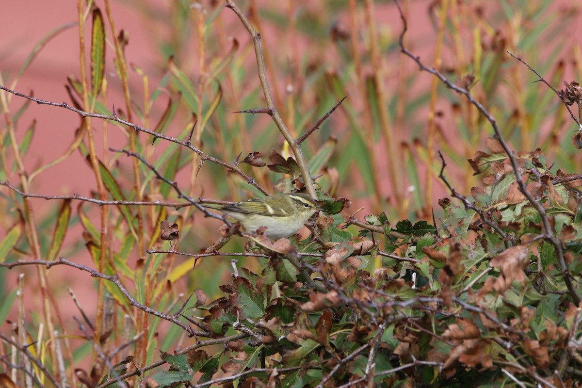Yellow-browed Warbler - ML273467101
