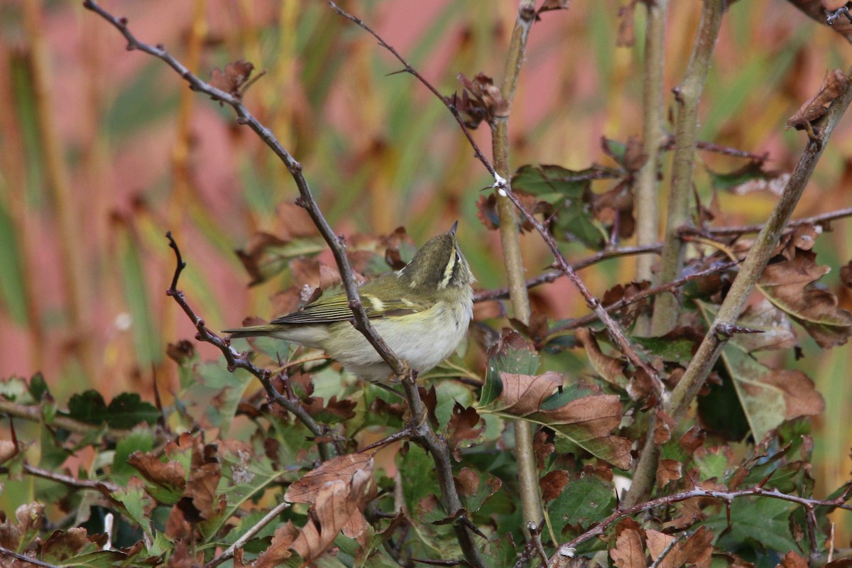 Yellow-browed Warbler - ML273467601