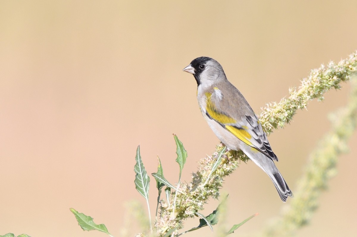 Lawrence's Goldfinch - ML273471311