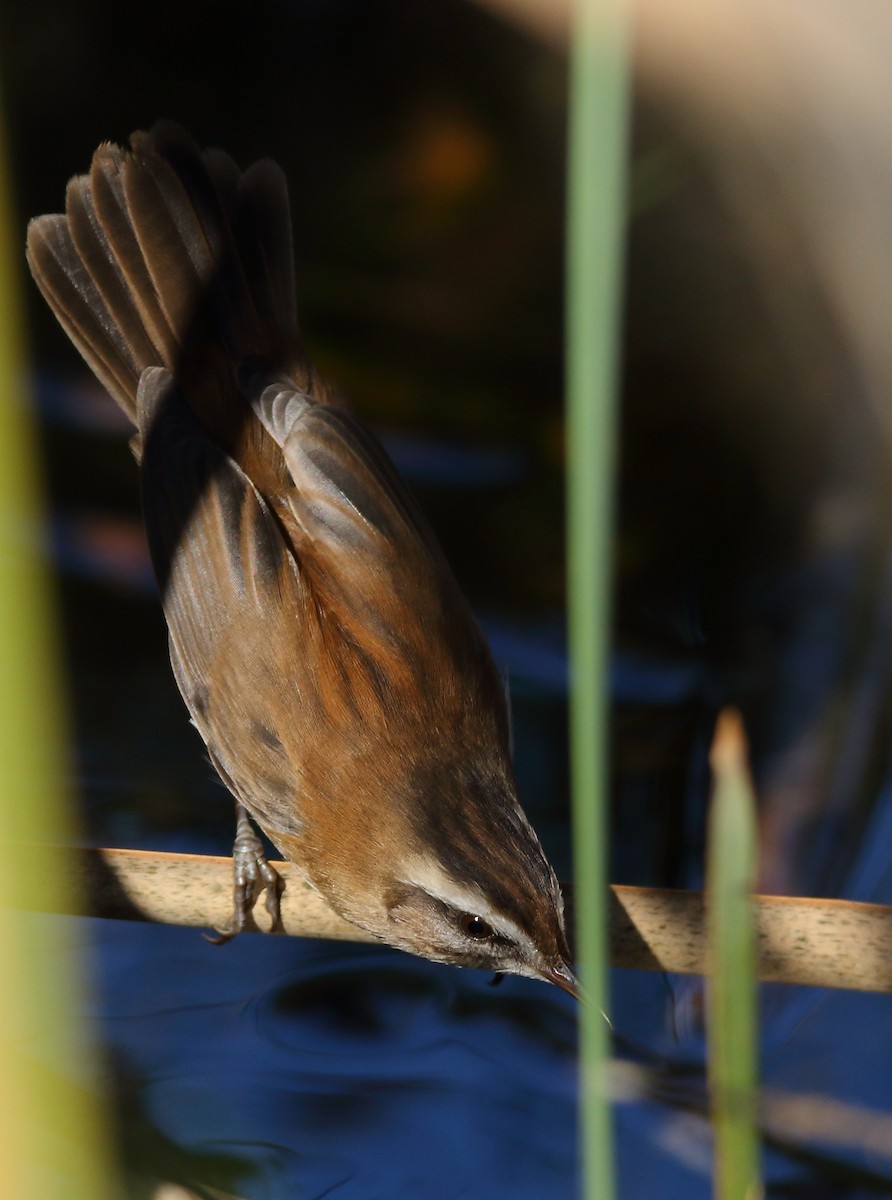 Moustached Warbler - Thanasis Tsafonis