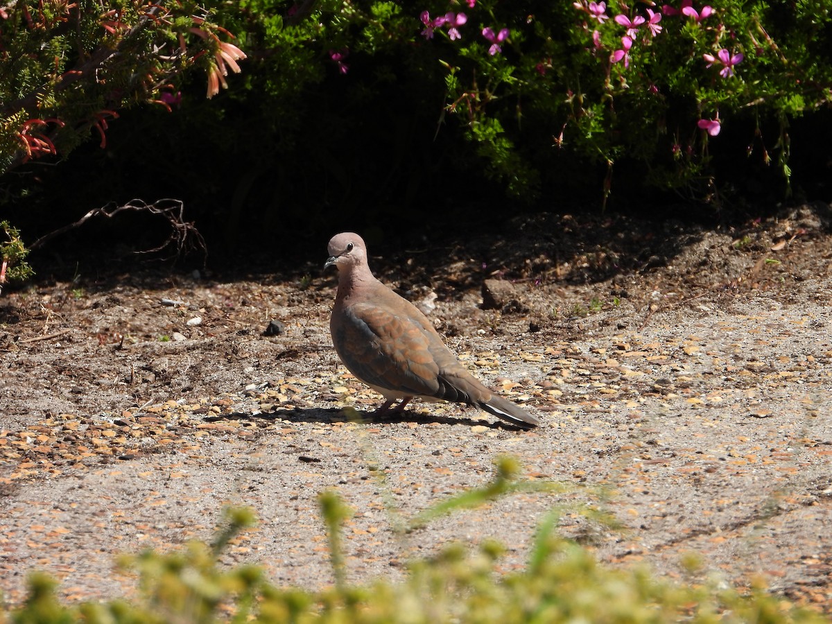 Laughing Dove - Timothy Whitehead