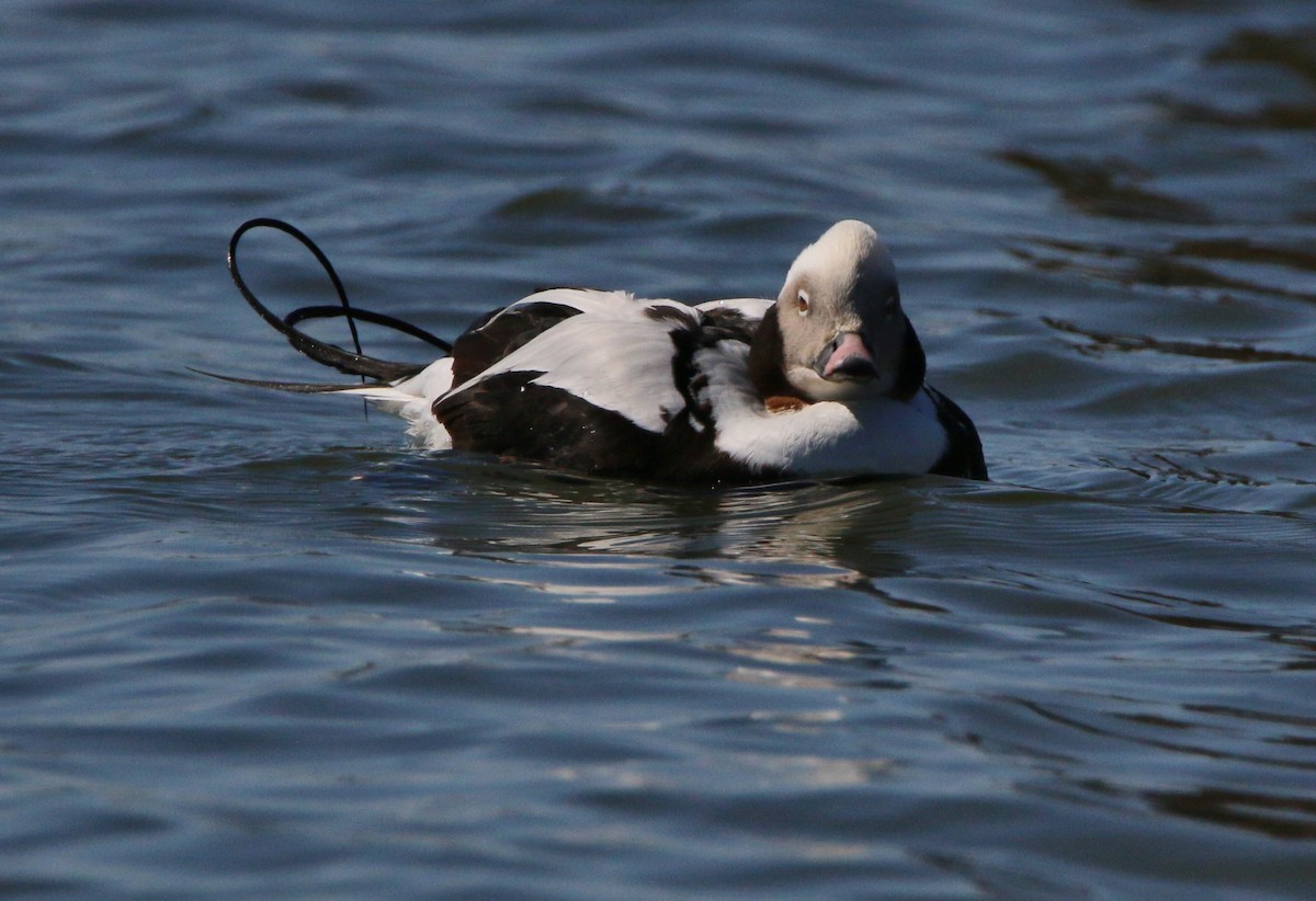 Long-tailed Duck - ML273476271