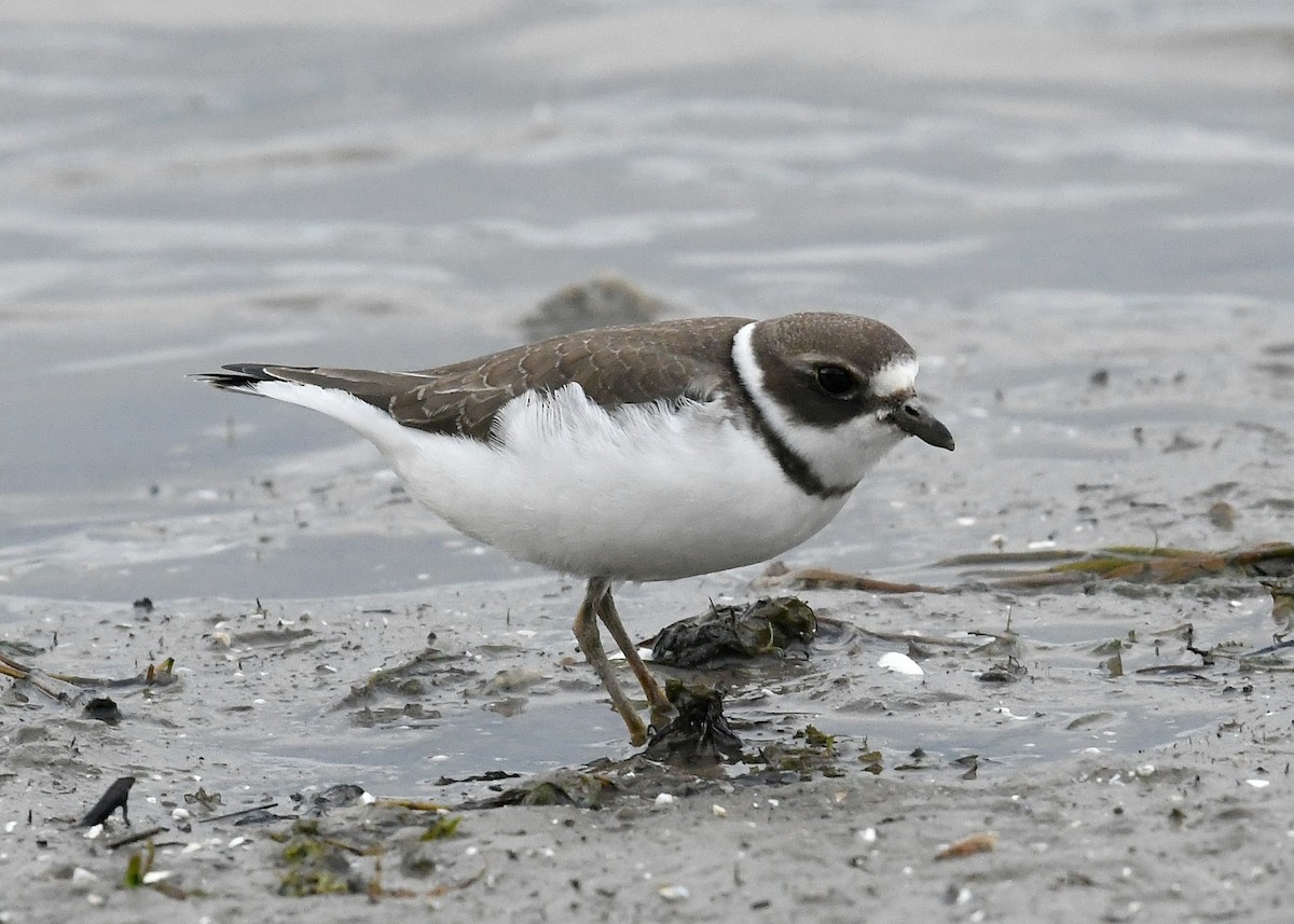 Semipalmated Plover - ML273479101