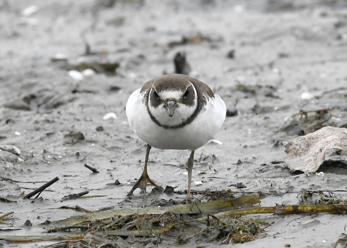 Semipalmated Plover - ML273479971