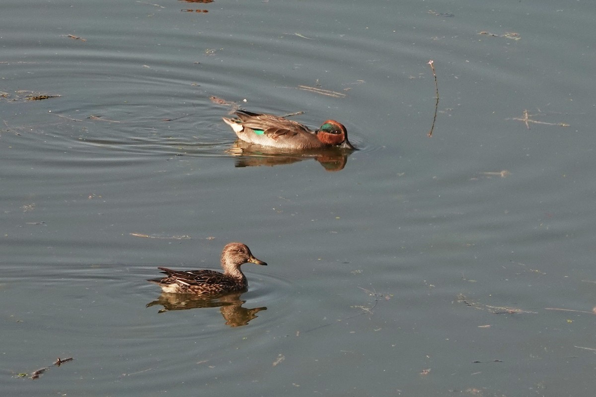 Green-winged Teal - ML273480881