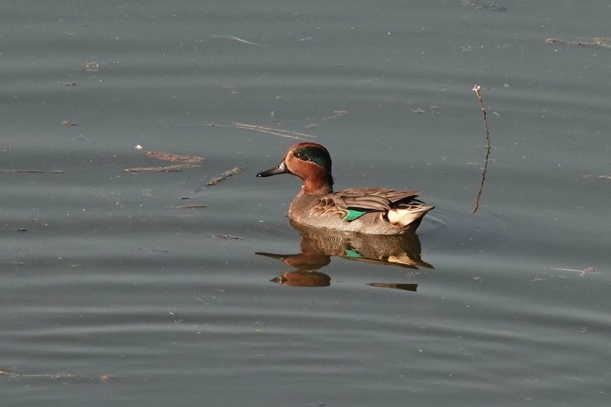 Green-winged Teal - ML273480901