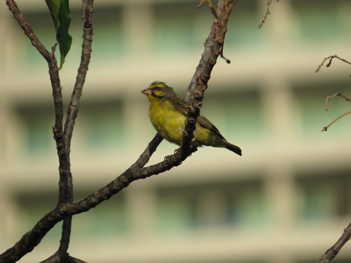 Yellow-fronted Canary - ML27348361