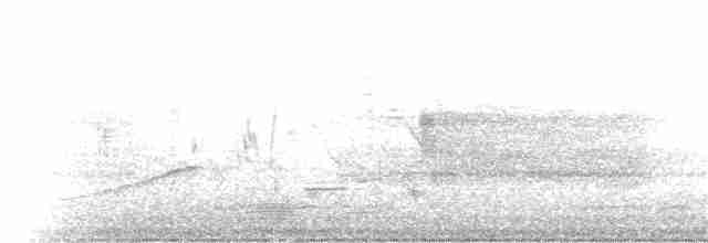 キヅタアメリカムシクイ（coronata） - ML27349551