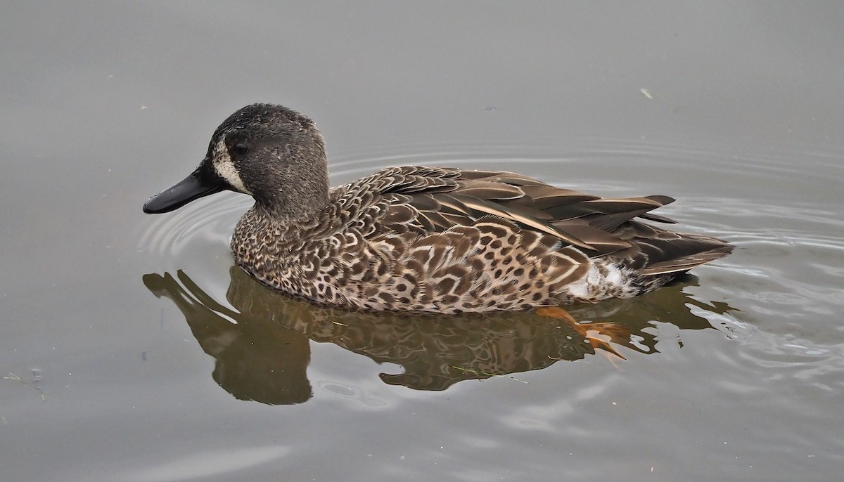 Blue-winged Teal - ML273495701
