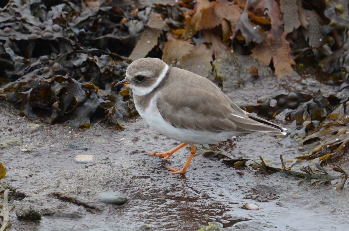 Common Ringed Plover - ML273495751