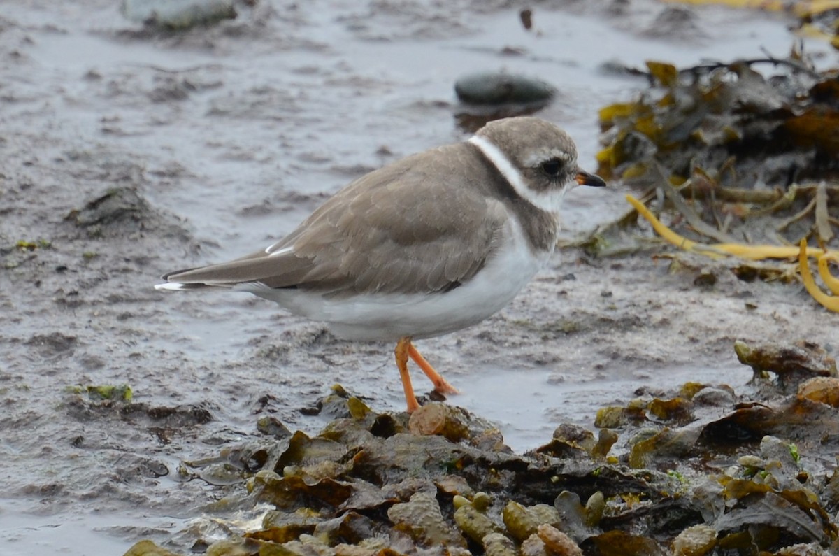 Common Ringed Plover - ML273495761