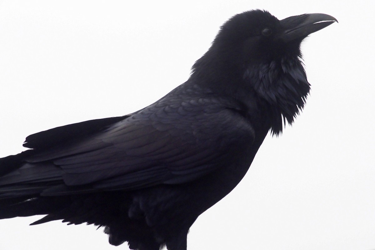 Common Raven - Donna Pomeroy