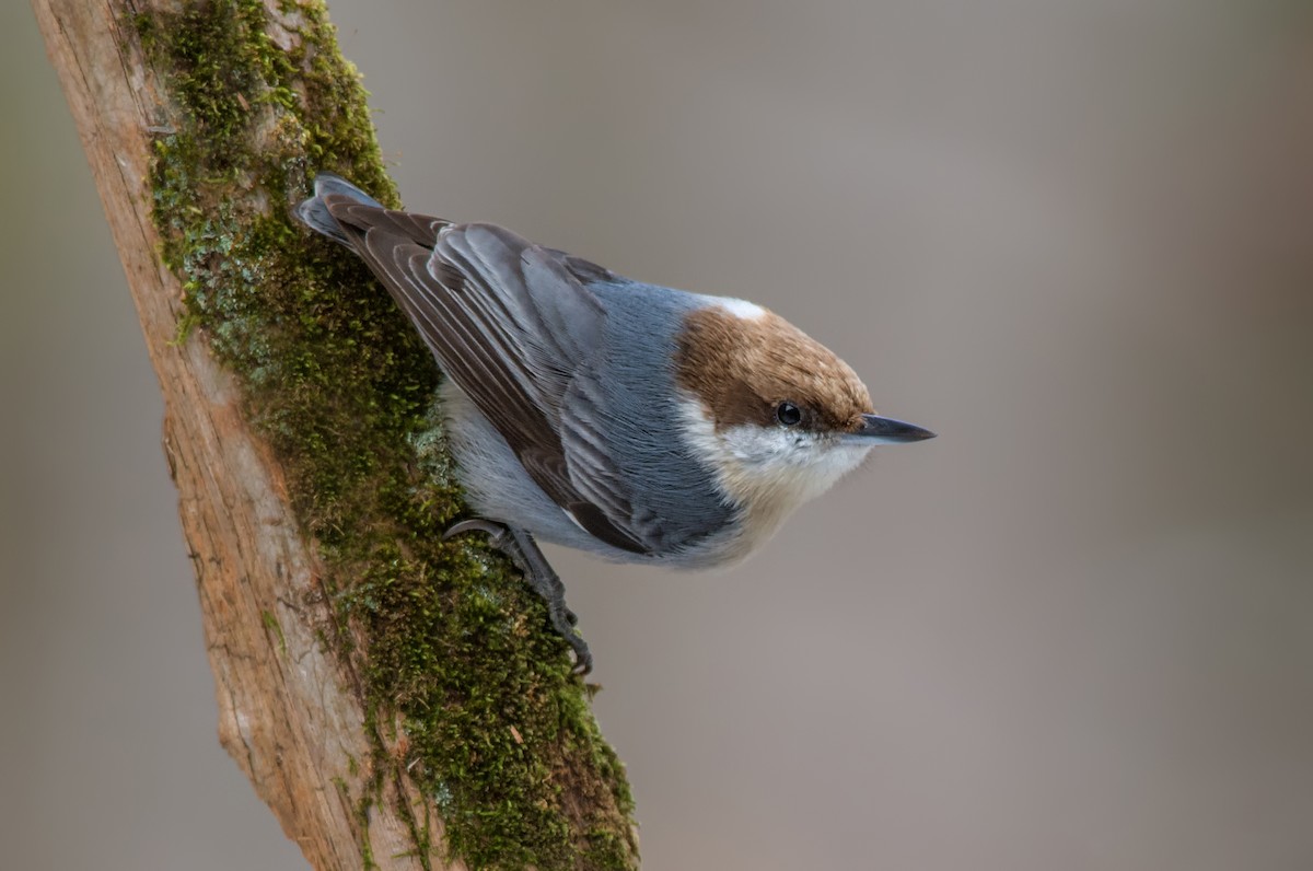 Brown-headed Nuthatch - ML273499611