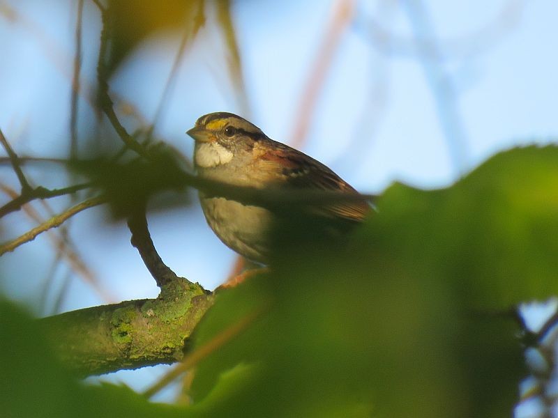 White-throated Sparrow - ML273503561