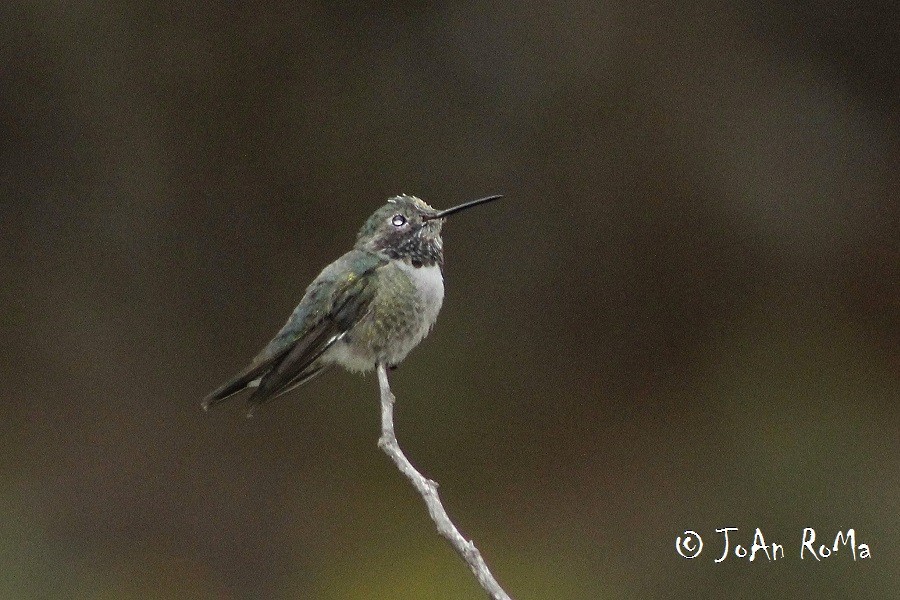 Broad-tailed Hummingbird - ML27350731