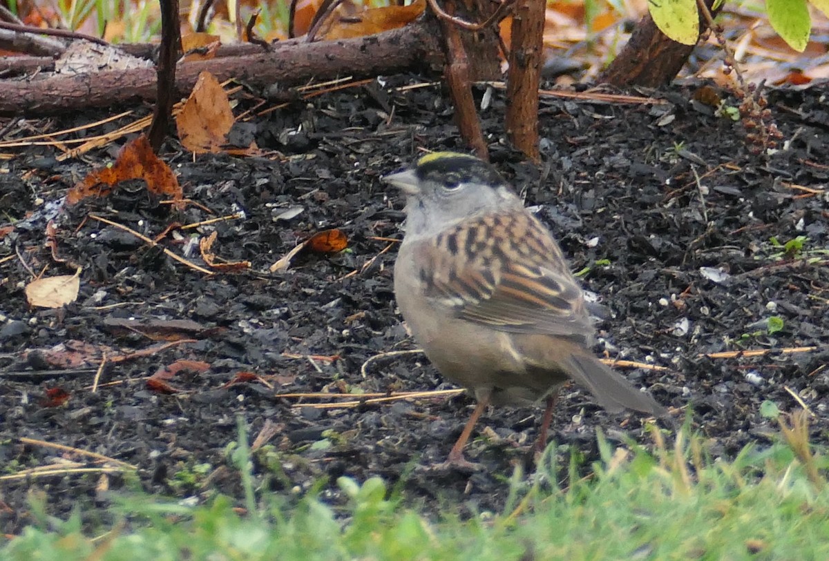 Golden-crowned Sparrow - ML273508791