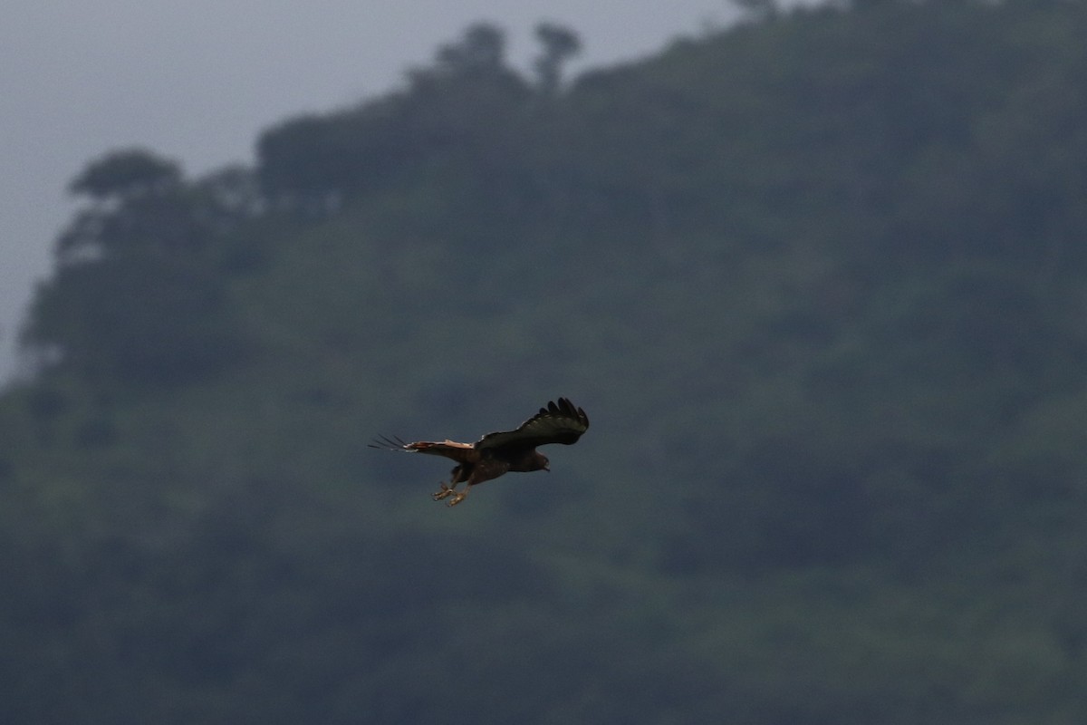 Red-tailed Hawk (kemsiesi/hadropus) - ML273510631