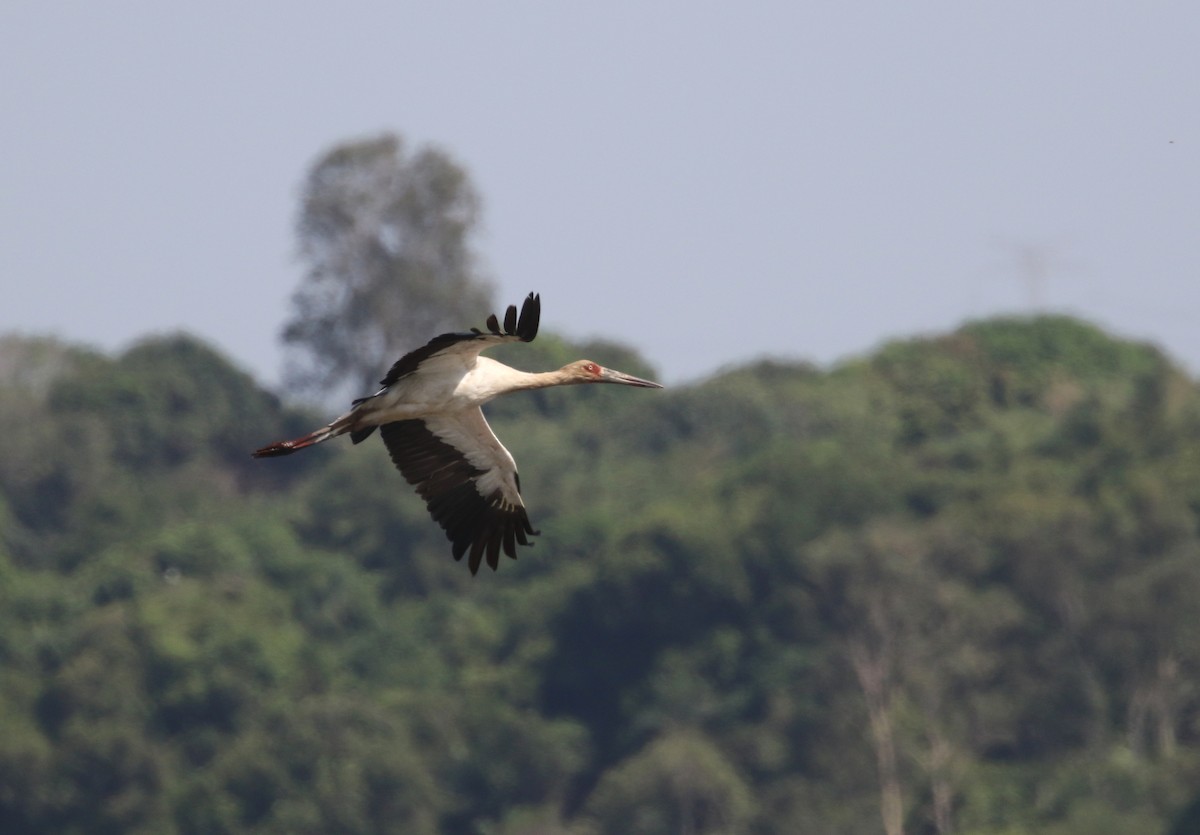 Maguari Stork - Daniel Branch