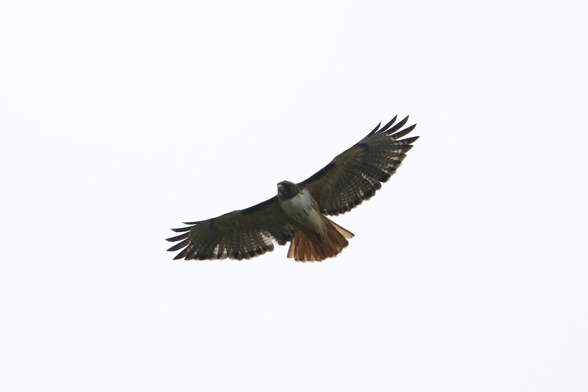 Red-tailed Hawk (kemsiesi/hadropus) - ML273520331