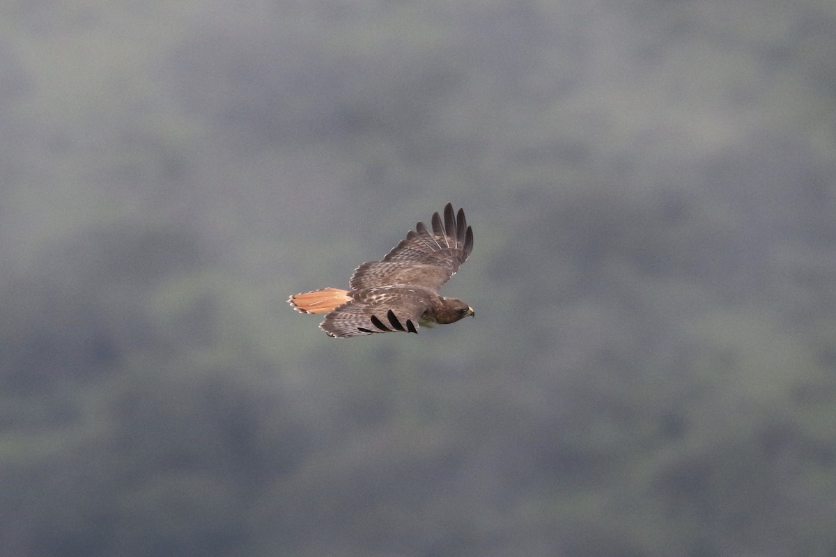 Red-tailed Hawk (kemsiesi/hadropus) - ML273520761