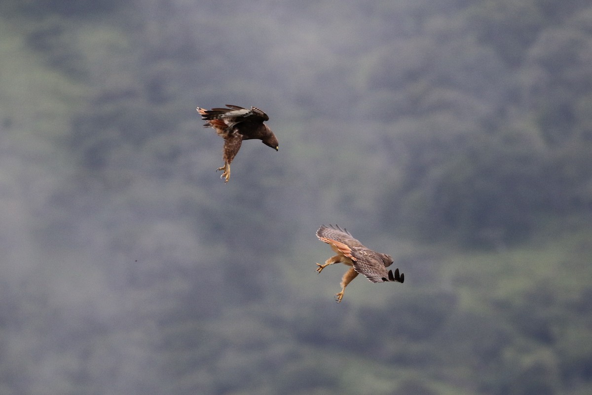 Red-tailed Hawk (kemsiesi/hadropus) - ML273522461